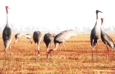 Migrating Sarus cranes are declining in numbers at the Tram Chim National Park (Photo: SGGP)